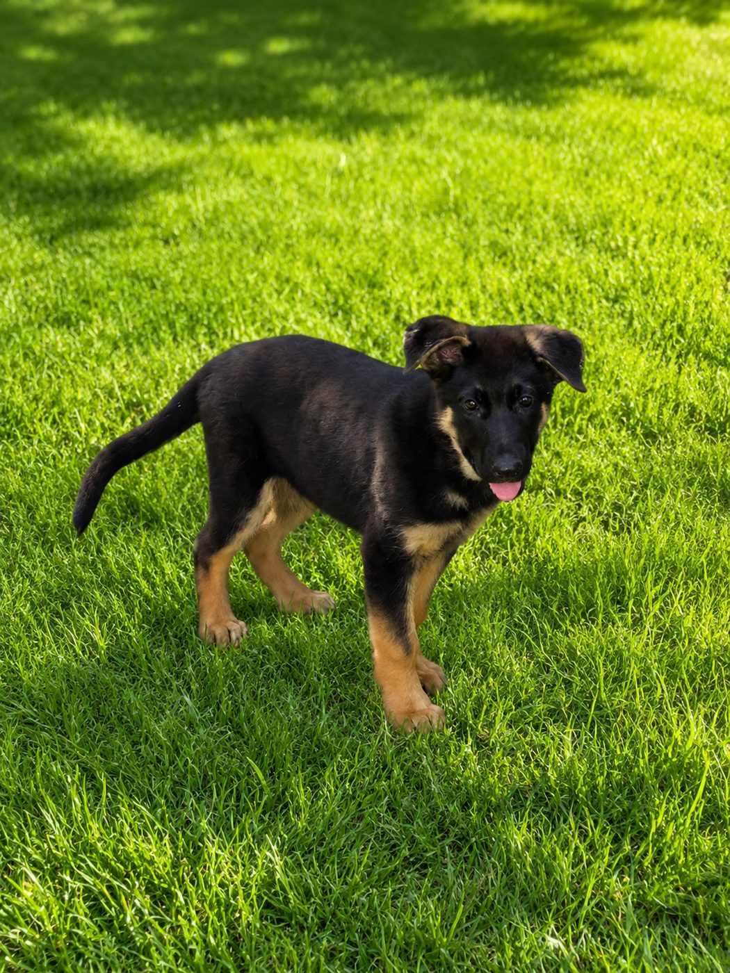 A young German Shepherd puppy standing on green grass