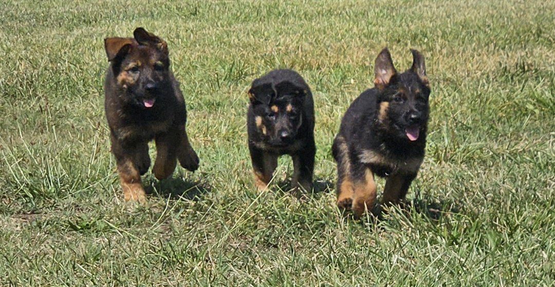 Three German Shepherd puppies running across grass