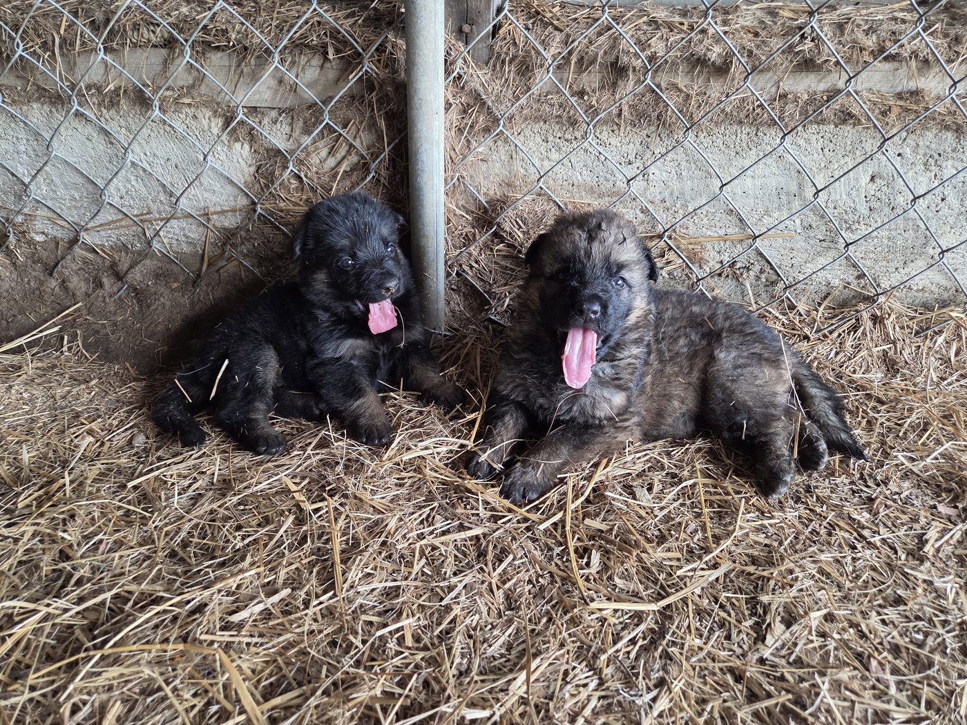 Two German Shepherd puppies resting in straw at the South Garden facility