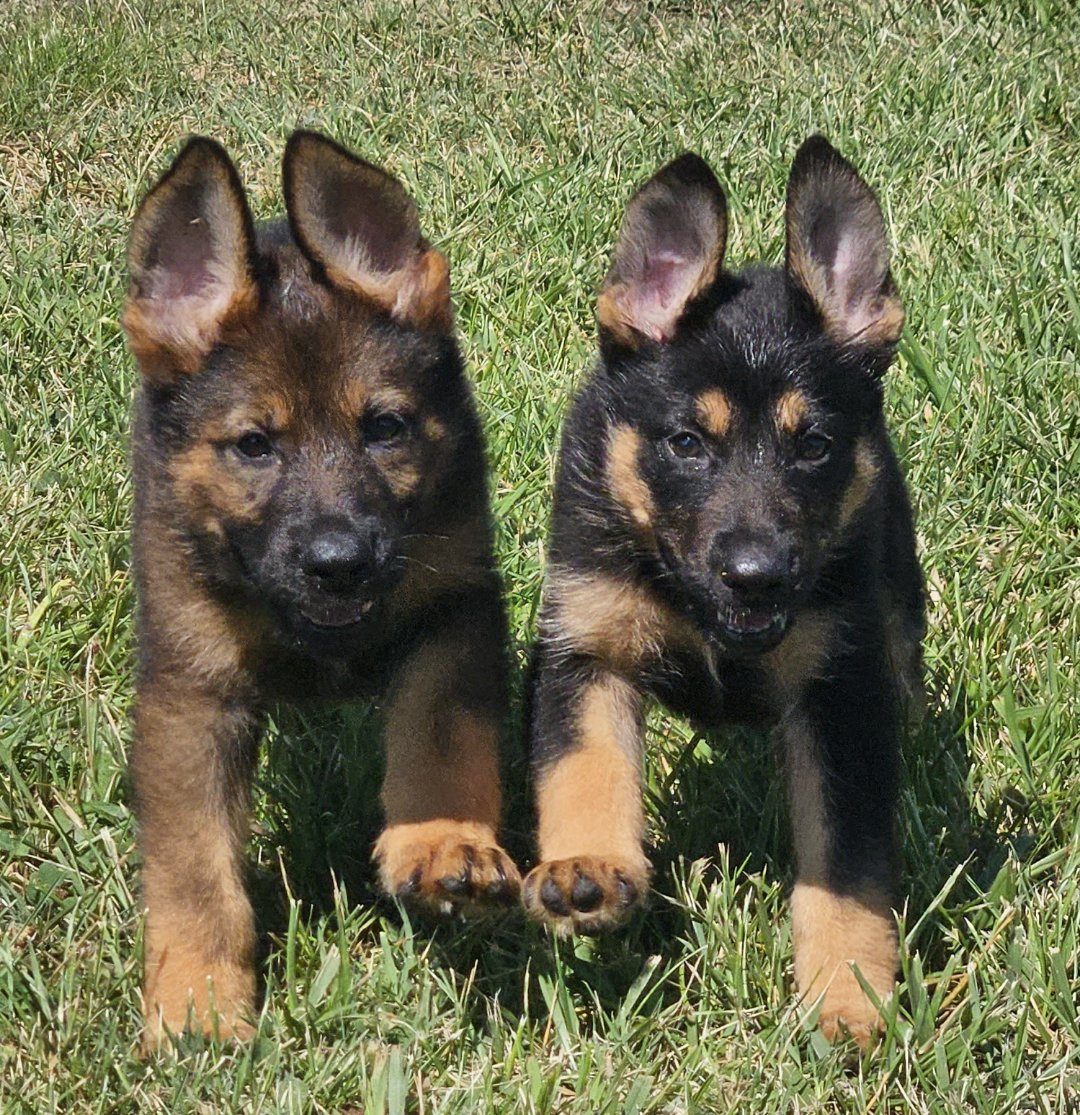 Two German Shepherd puppies running toward the camera on grass